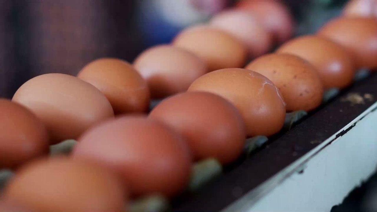 Oeufs : les méthodes inratables pour les cuire et les cuisiner