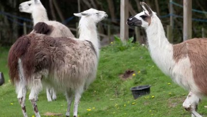Coronavirus : les anticorps des lamas peuvent-ils nous sauver du Covid-19 ?