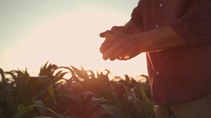 Attention ! Si vous recevez ces étranges graines de Chine ne les plantez pas !