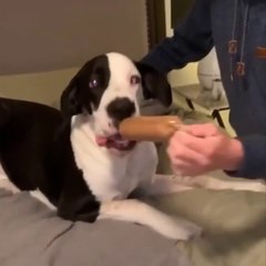 Funniest Animals  - Best Of The 2022 Funny Animal Videos  - Cutest Animals Ever