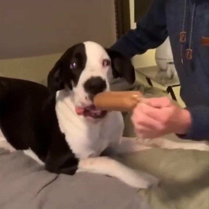 Funniest Animals  - Best Of The 2022 Funny Animal Videos  - Cutest Animals Ever