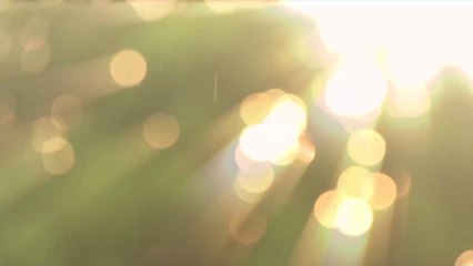 Canicule : Comment rafraîchir son chat quand il fait chaud ?