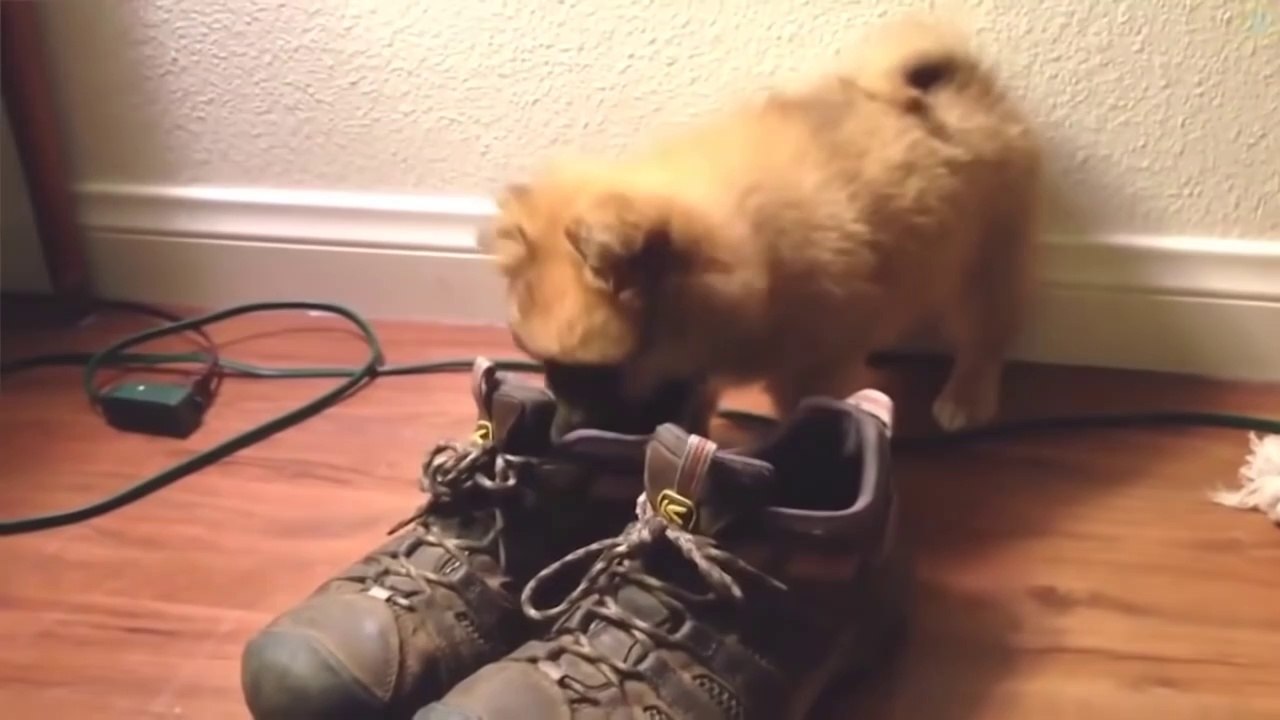 Funny Animal Fails Compilation