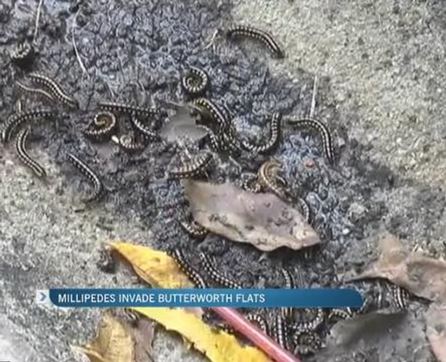 Millipedes invade Butterworth flats