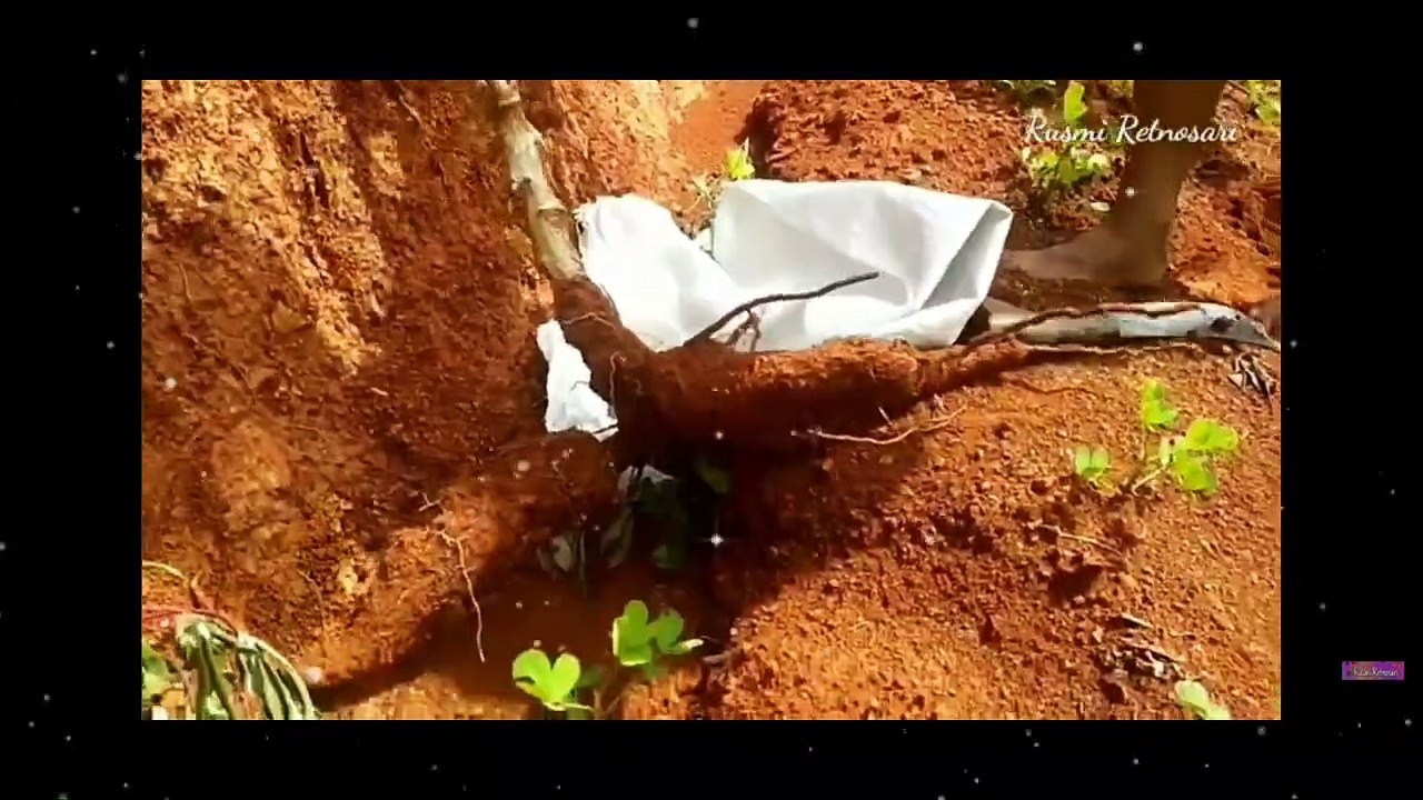 Pesaing DailyMotion