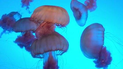 Méduse, frelon asiatique : comment faire en cas de piqûre ?