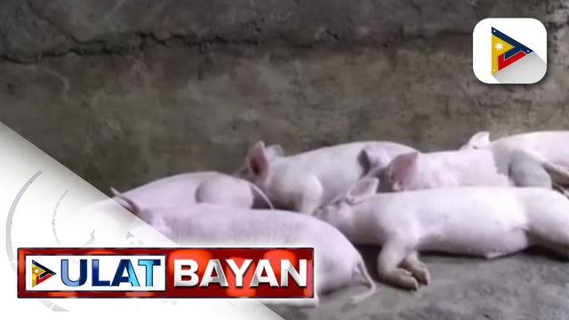Pagpapadala ng baboy sa NCR, pinag-aaralang itigil ng Cebu City dahil sa pagtaas ng presyo