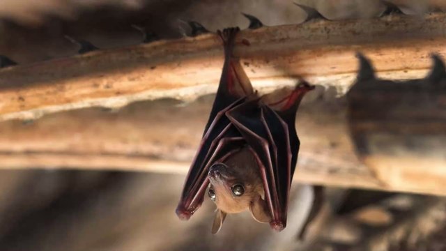 Une chauve-souris « à taille humaine » découverte aux Philippines !