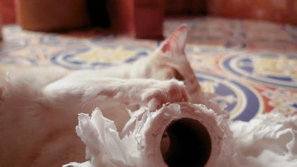 Pourquoi mon chat a-t-il des coups de folie ?