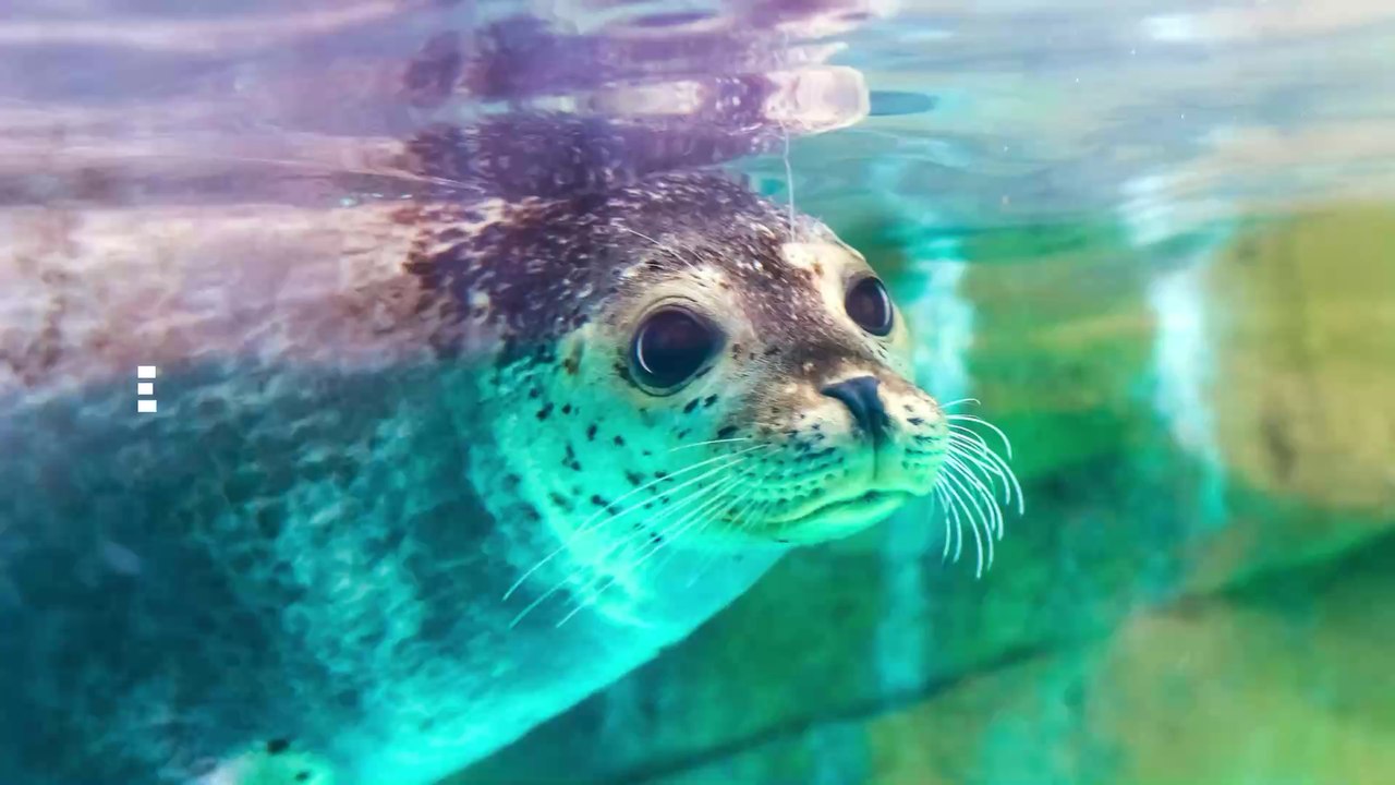 Ce parc animalier utilise des otaries pour tracter ses visiteurs et crée la polémique (VIDEO)