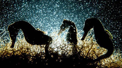 Photographie, cet artiste ukrainien a pris en photo le même banc pendant 4 ans