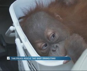 Thai police rescue two baby orangutans