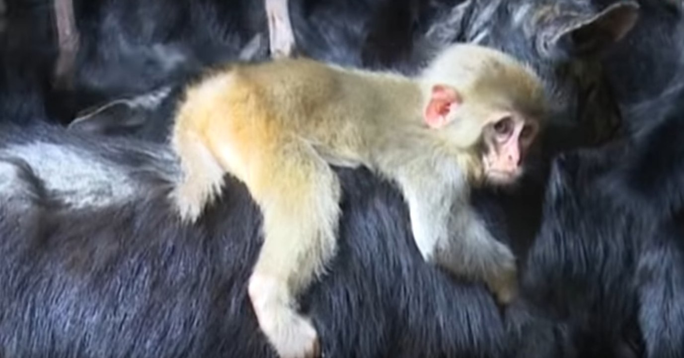 Sciences : des chercheurs conçoivent des embryo...