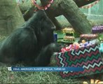 Colo, America's oldest Gorilla, turns 60