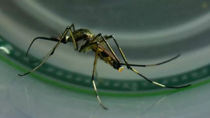 Moustiques tigres : des cas de dengue détectés en France, faut-il s'inquiéter ?