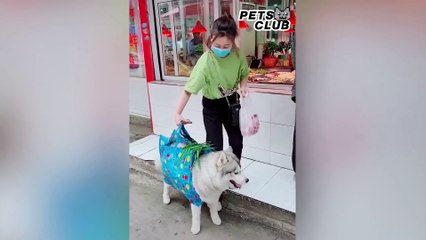 Funniest Animals 2020 Compilation - Awesome Funny Dogs and  Cats