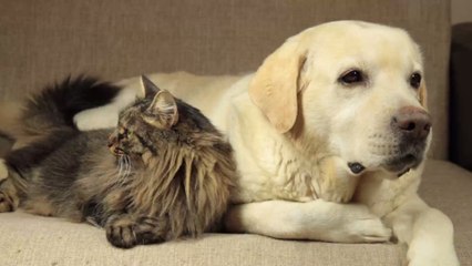 Covid-19 : Promener son chien augmente le risque de contracter le virus