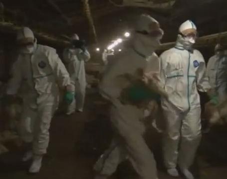 Hundreds of thousands of chicken culled in Japan to contain bird flu outbreak