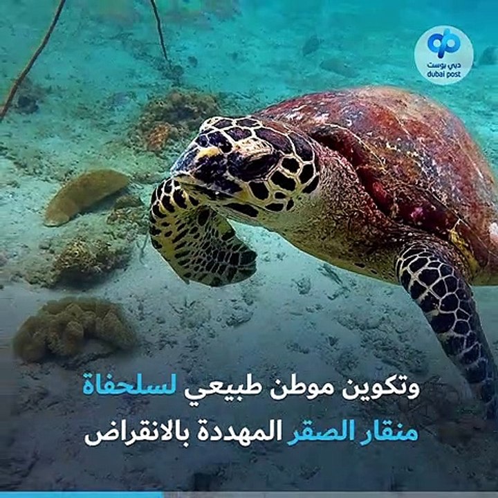 كيف يتم استخدام صدف المحار لتطوير الشعب المرجانية في دبي؟