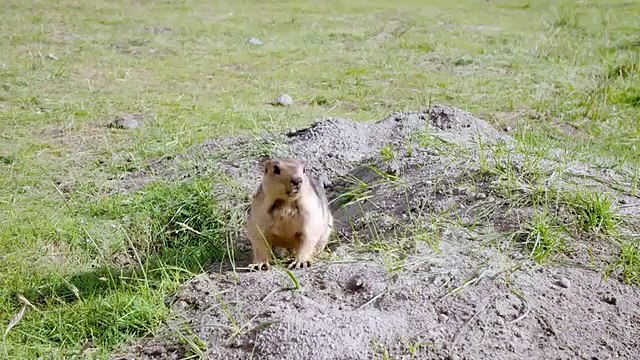 Into the Wild: India - Wild Stallions of the Himalayas 3/10