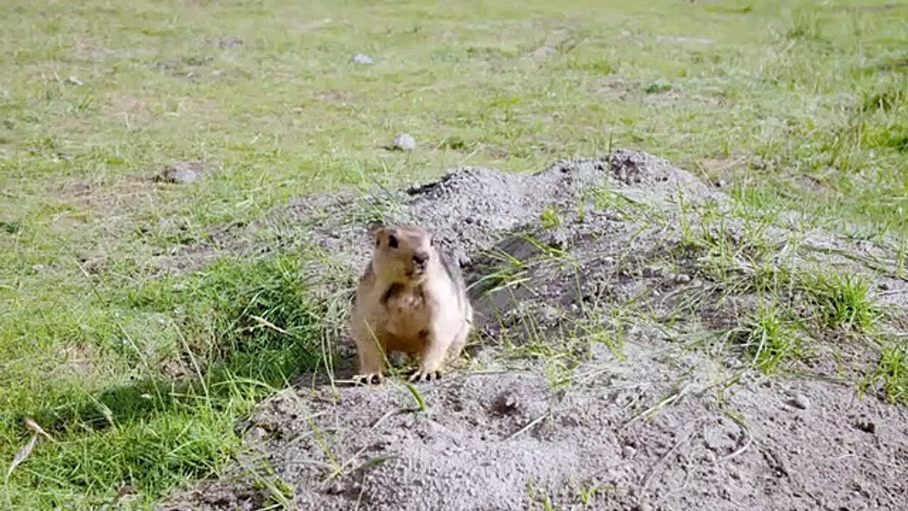 Into the Wild: India - Wild Stallions of the Himalayas 3/10