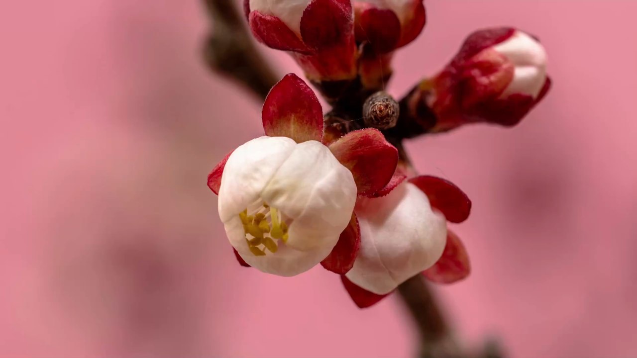 Quelles fleurs offrir à votre moitié en fonction de son signe astro ?