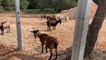 Chèvres sauvages: à Ensuès, l'enclos accueille les 1ères biquettes!