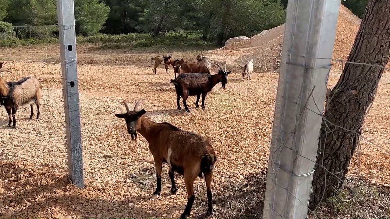 Chèvres sauvages: à Ensuès, l'enclos accueille les 1ères biquettes!