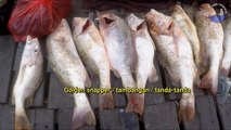 Mancing Pakai Umpan Cumi Panen Ikan Bintana