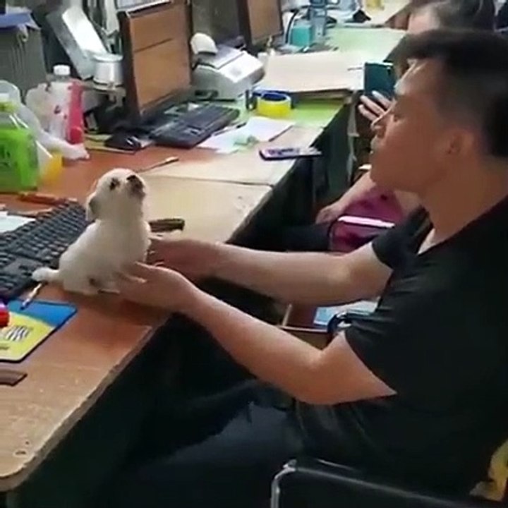 Awww Animals