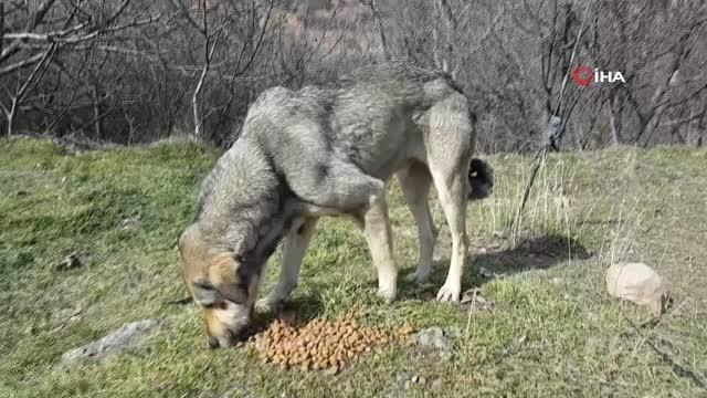 Sokak hayvanları unutulmadı,1 ton mama doğaya bırakıldı