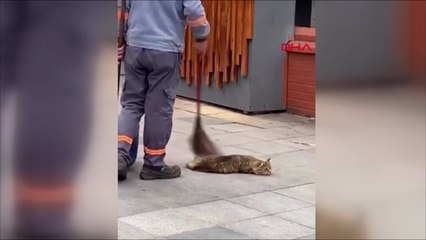 Kedinin temizlik görevlisiyle oyunu