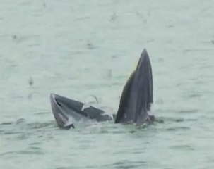 Whales in the wild: rare gem amid Thailand mass tourism