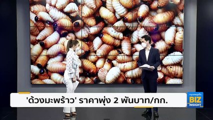 ’ด้วงมะพร้าว’ ราคาพุ่ง 2 พันบาท/กิโลกรัม