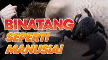 Tiga jenis binatang yang sifatnya seperti manusia... kala jengking paling bahaya!
