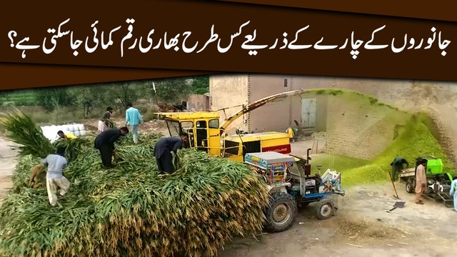 Janwaro k charay k zariye kis trah bhari raqm kamai ja sakti hai?