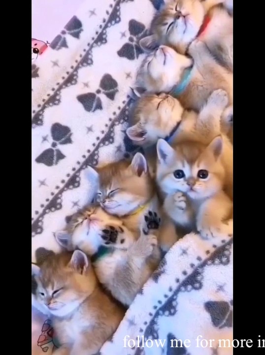 cute cat and puppy funny videos , best cat funny videos, follow me for more interesting video