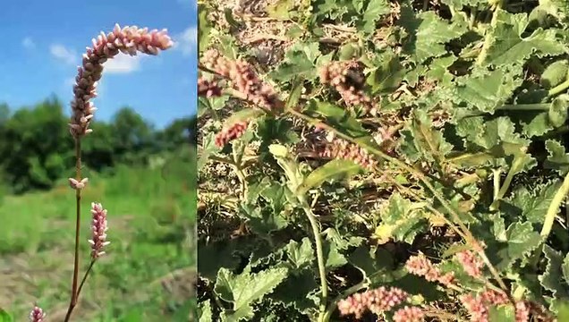 Söğüt Otu Persicaria maculosa Doğada Şifalı Bitkiler