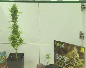 Cannabis museum celebrates legal weed in Uruguay