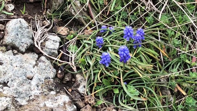 Doğada Şifalı Yabani Sümbül Muscari Aucheri Cilt Bakımı İçin Kullanımı