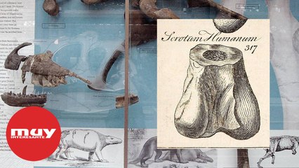 Cuando Megalosaurus casi se llamó ‘Scrotum'