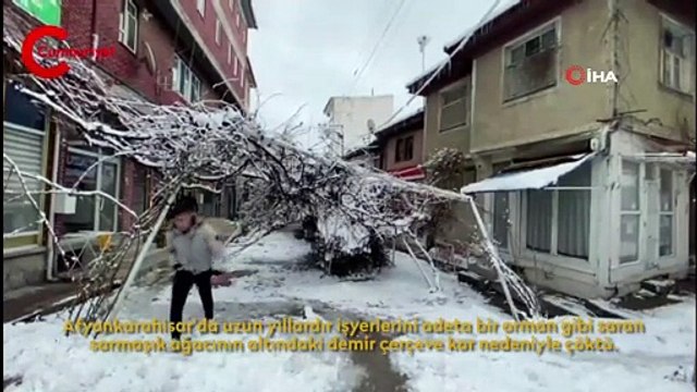 Kar nedeniyle direkleri çöken asma ağacını kökünden kestiler