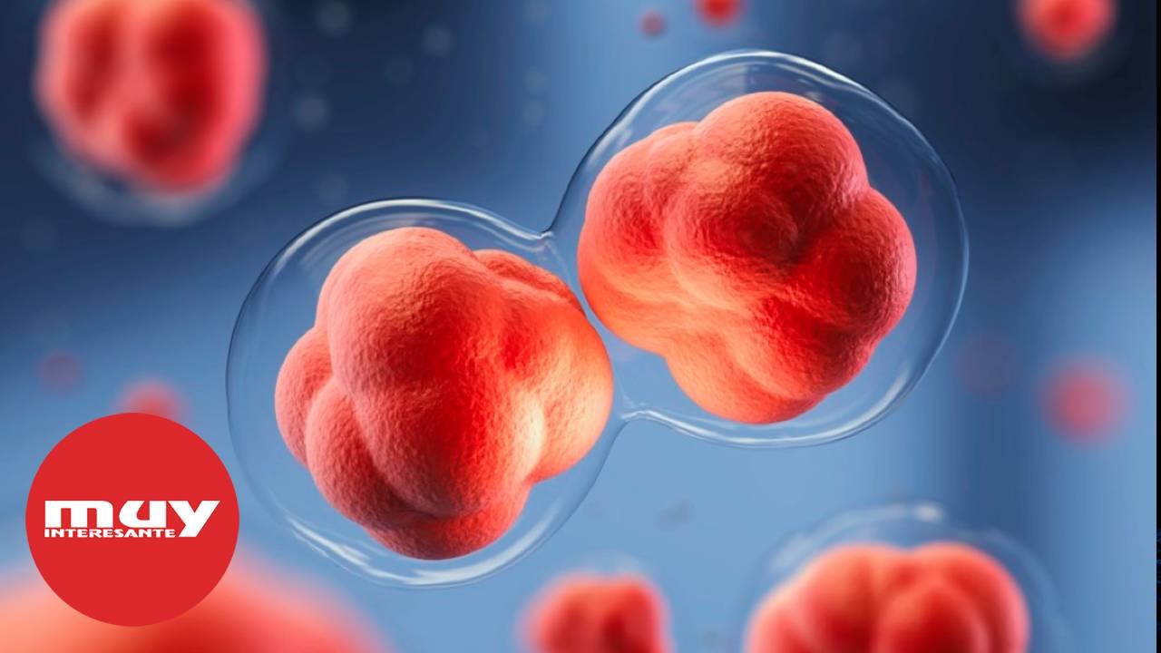 5 madres vírgenes: ¿Qué es la partenogénesis?