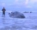 Sperm whales die on Netherlands beach