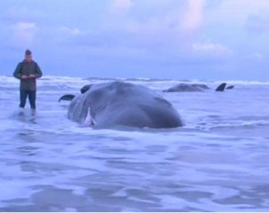 Sperm whales die on Netherlands beach