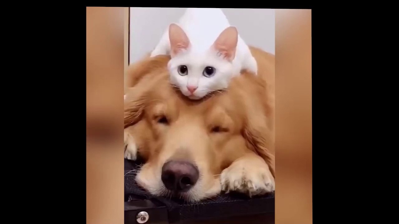 So Funny Cat Videos #1