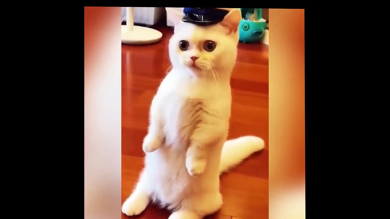 So Funny Cat Videos  #2