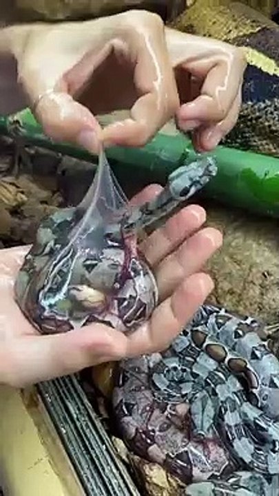 unseen animals amazing facts #trending #viralvideo #shorts #peacock #unseenanimalsamazingfacts(4)