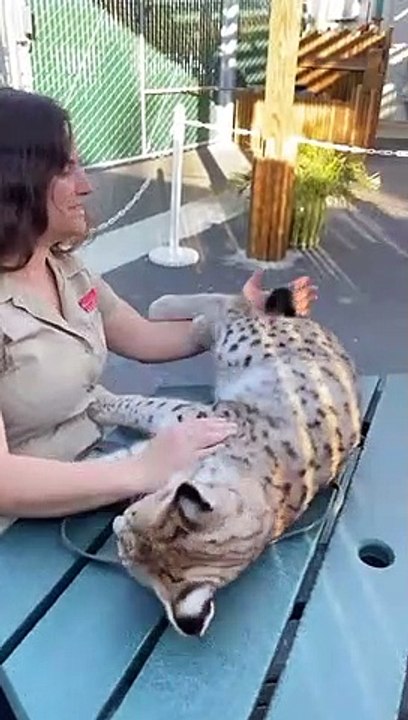 unseen animals amazing facts #trending #viralvideo #shorts #peacock #unseenanimalsamazingfacts(4)