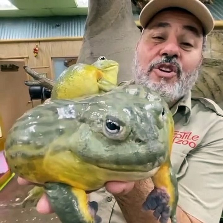 best animal videos #trending #viralvideo #shorts #games #oddlysatisfying #monkey